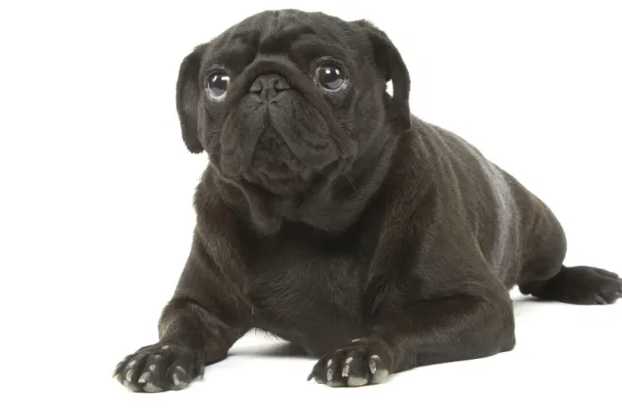 Framed Print : Dog - Pug in studio Framed Print : Dog - Pug in studio
