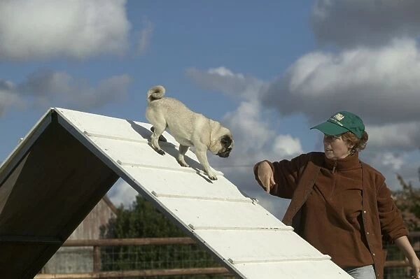 Dog - pug being trained on agility course with owner