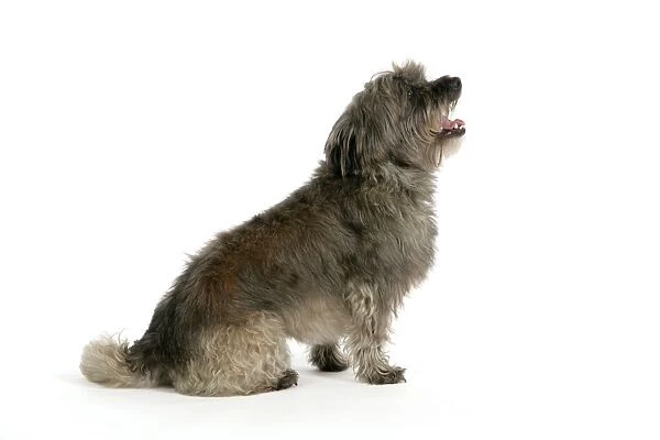 DOG - Pugairn - Pug cross Cairn Terrier