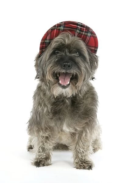 DOG - Pugairn - Pug cross Cairn Terrier wearing a tartan hat
