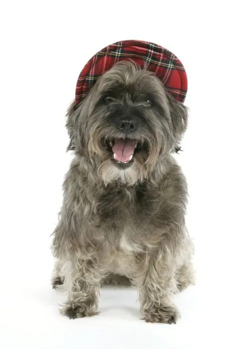 Framed Print : DOG - Pugairn - Pug cross Cairn Terrier wearing a tartan hat Framed Print : DOG - Pugairn - Pug cross Cairn Terrier wearing a tartan hat