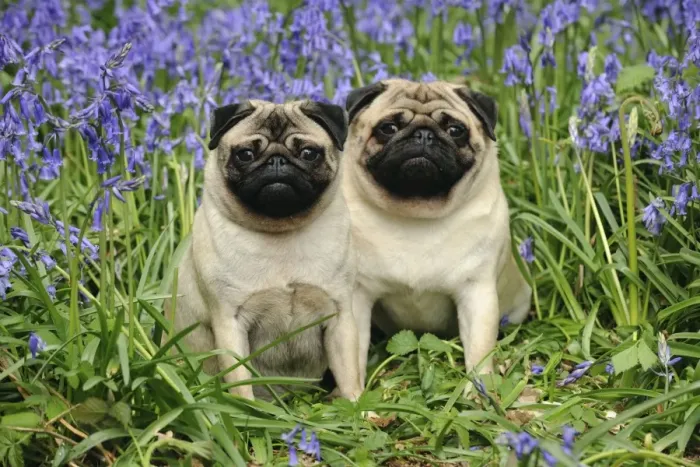 Framed Print : DOG. Pugs sitting together in bluebells Framed Print : DOG. Pugs sitting together in bluebells