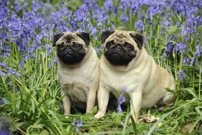 Framed Print : DOG. Pugs sitting together in bluebells Framed Print : DOG. Pugs sitting together in bluebells