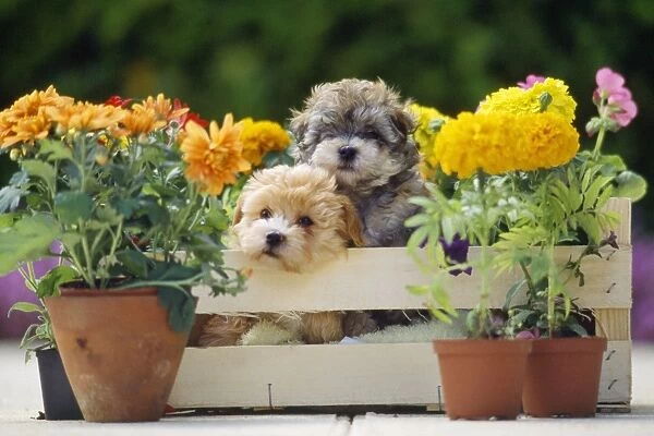 DOG - two puppies in crate with Autumn flowers