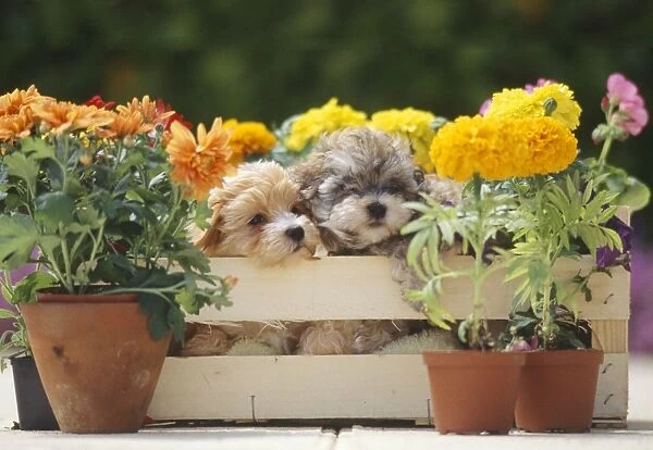 Dog - puppies & flowers