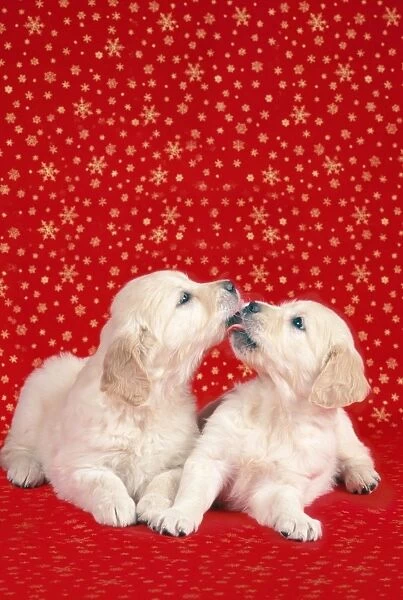 Dog - Two puppies kissing