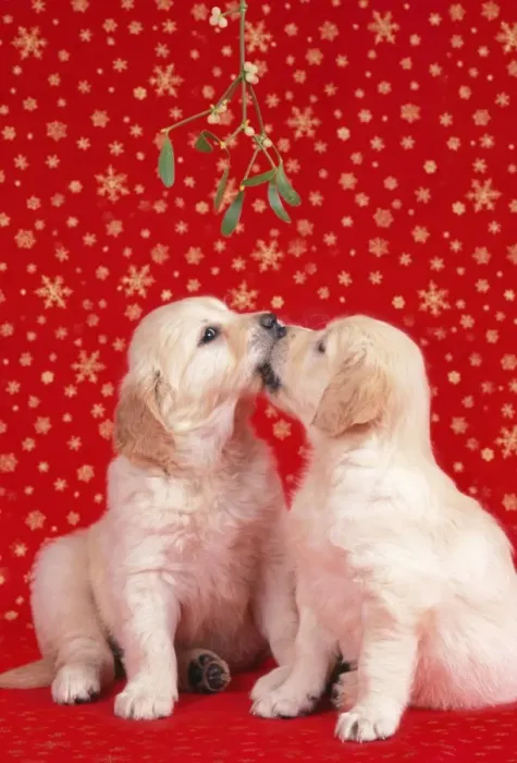 Framed Print : Dog - Puppies kissing under misletoe Framed Print : Dog - Puppies kissing under misletoe