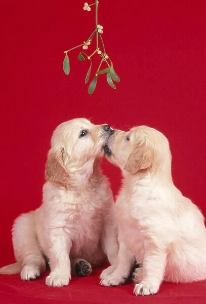 Dog Puppies kissing under misletoe