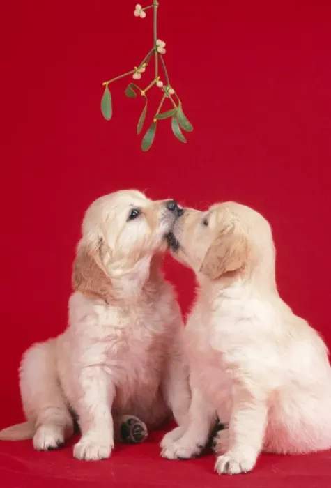 Framed Print : Dog Puppies kissing under misletoe Framed Print : Dog Puppies kissing under misletoe