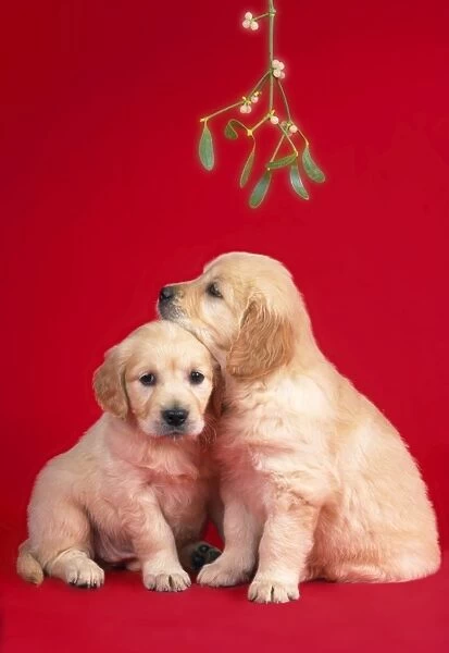 Dog - puppies under mistletoe