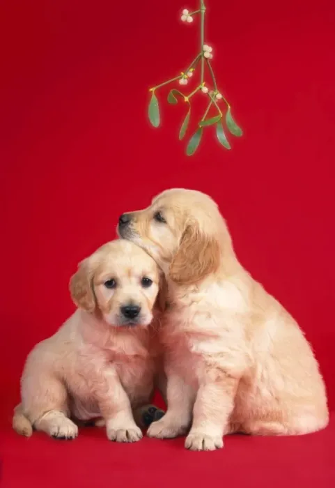 Framed Print : Dog - puppies under mistletoe Framed Print : Dog - puppies under mistletoe
