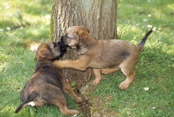 Dog - puppies playing