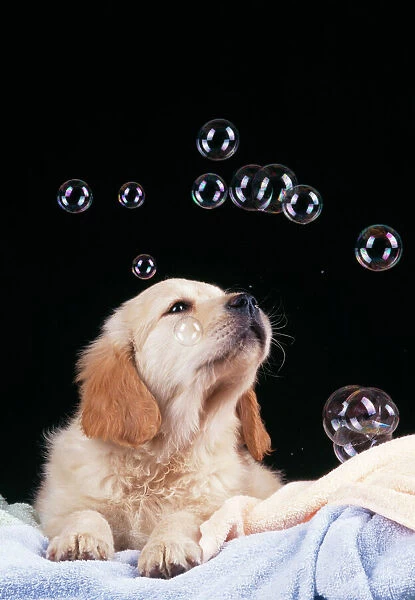 Dog Puppy with bubbles