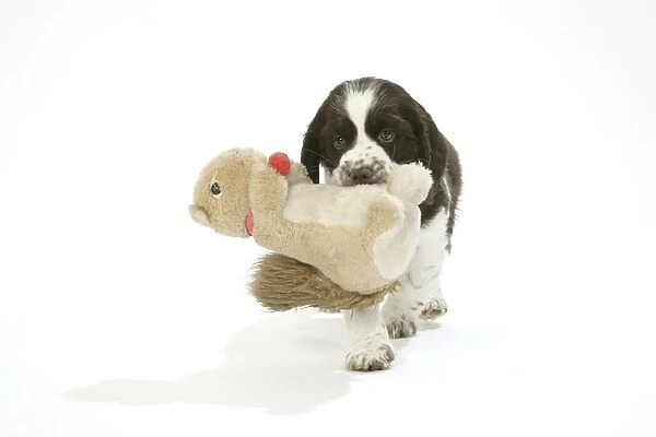 Dog. Puppy carrying soft toy in mouth