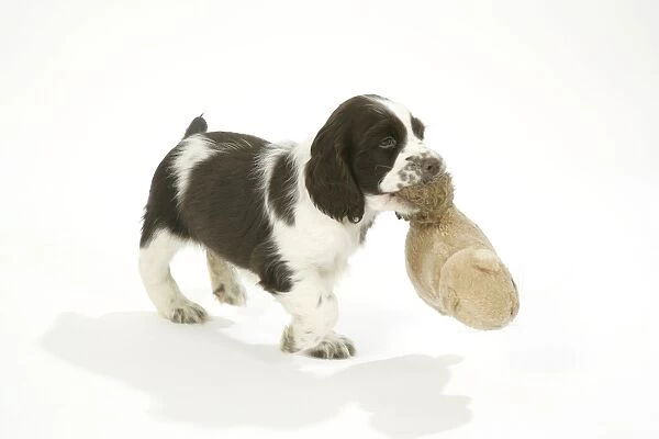 Dog. Puppy carrying soft toy in mouth