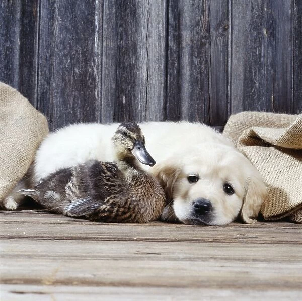 Dog - Puppy & Duck