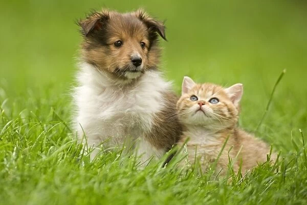 Dog - puppy & ginger kitten in garden