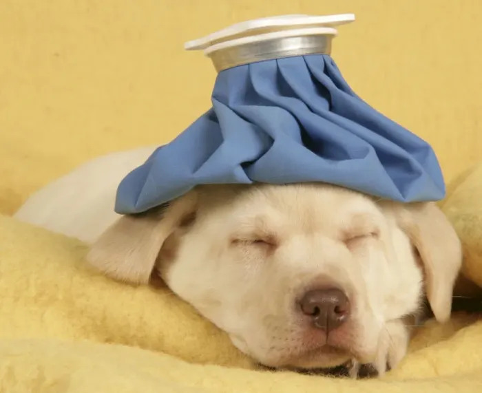 Framed Print : Dog - Puppy with ice bag on head Framed Print : Dog - Puppy with ice bag on head