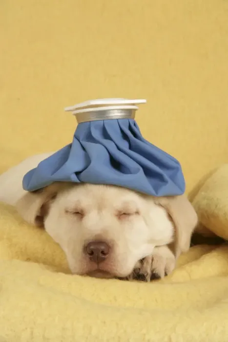 Framed Print : Dog - Puppy with ice bag on head Framed Print : Dog - Puppy with ice bag on head