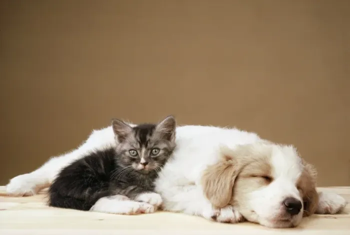 Framed Print : Dog - Puppy & Kitten asleep Framed Print : Dog - Puppy & Kitten asleep