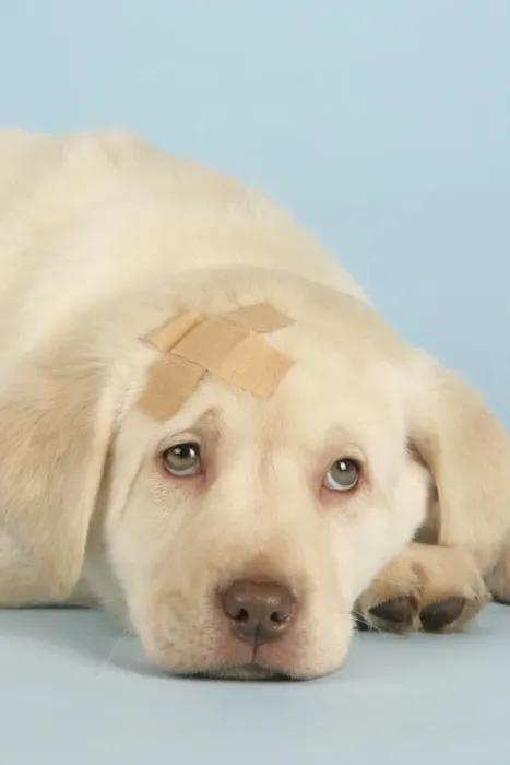 Framed Print : Dog - Puppy with a plaster on head Framed Print : Dog - Puppy with a plaster on head