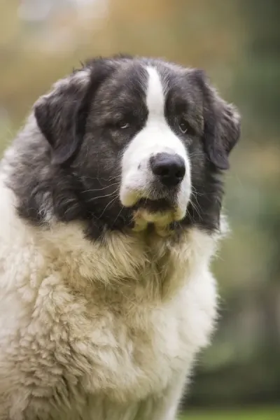 Pyrenean Mastiff Print - LA-6075. Art Prints, Posters & Puzzles