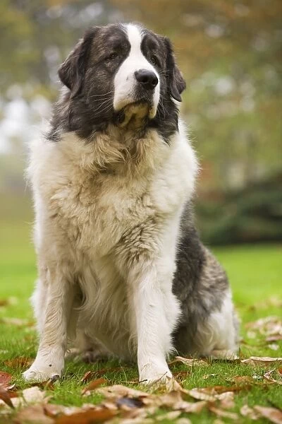 Dog - Pyrenean Mastiff. Also known as Mastin del Pirineo