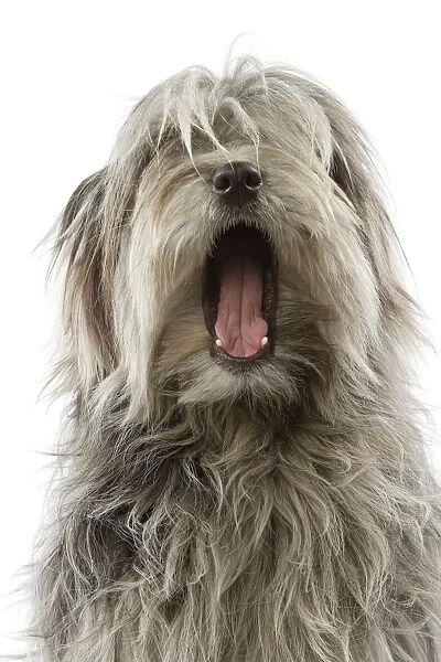 Dog - Pyrenean Sheepdog yawning