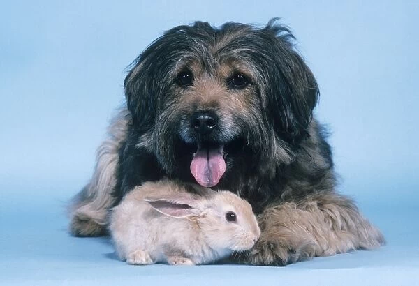 Dog - with Rabbit