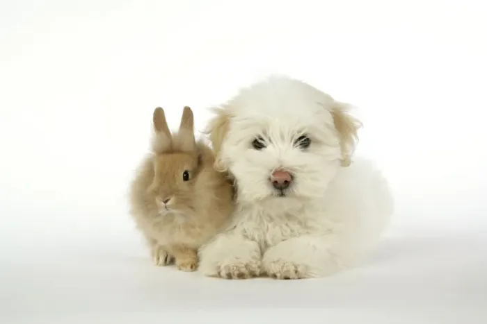 Framed Print : DOG & RABBIT. Coton de Tulear puppy ( 8 wks old ) with lion head rabiit ( 6 wks old )
