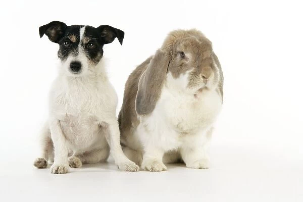 Dog and Rabbit. French lop rabbit with Jack Russell