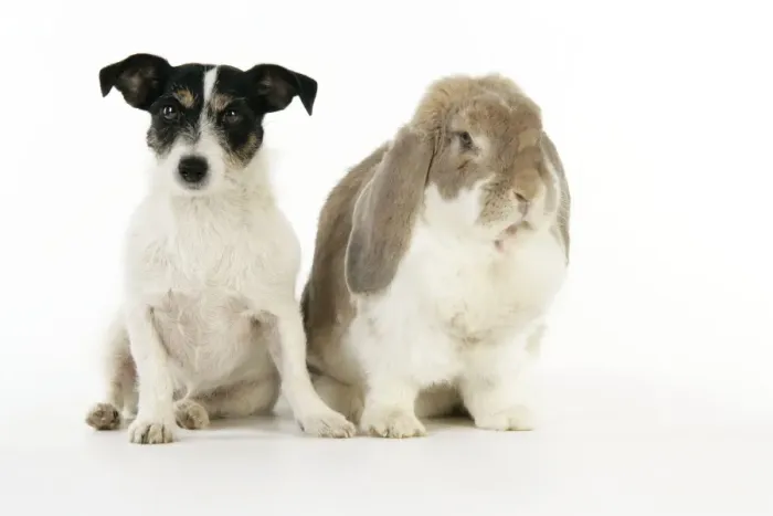 Framed Print : Dog and Rabbit. French lop rabbit with Jack Russell Framed Print : Dog and Rabbit. French lop rabbit with Jack Russell