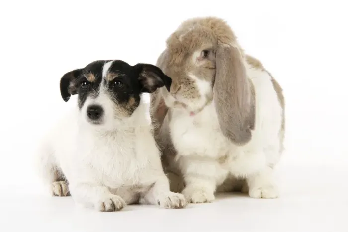 Framed Print : Dog and Rabbit. Giant French lop rabbit with Jack Russell Framed Print : Dog and Rabbit. Giant French lop rabbit with Jack Russell