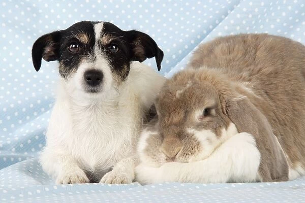 Dog and Rabbit. Giant French lop rabbit with Jack Russell