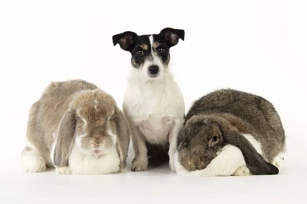 Dog and Rabbit. Giant French lop rabbits with Jack Russell