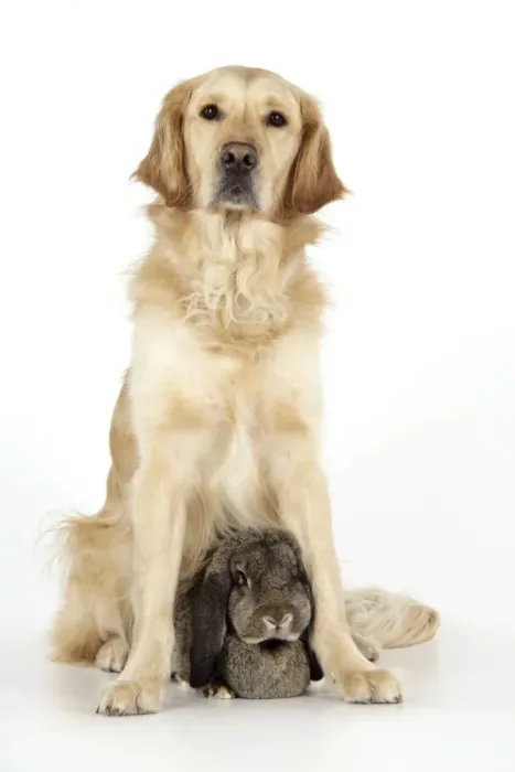 Framed Print : Dog and Rabbit - Golden Retriever and French Lop Framed Print : Dog and Rabbit - Golden Retriever and French Lop