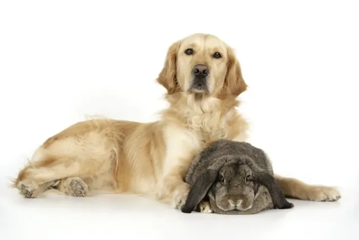 Framed Print : Dog and Rabbit - Golden Retriever and French lop Framed Print : Dog and Rabbit - Golden Retriever and French lop