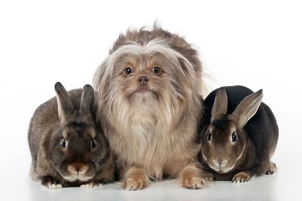 DOG & RABBIT - Griffon X sitting between mini castor rabbits