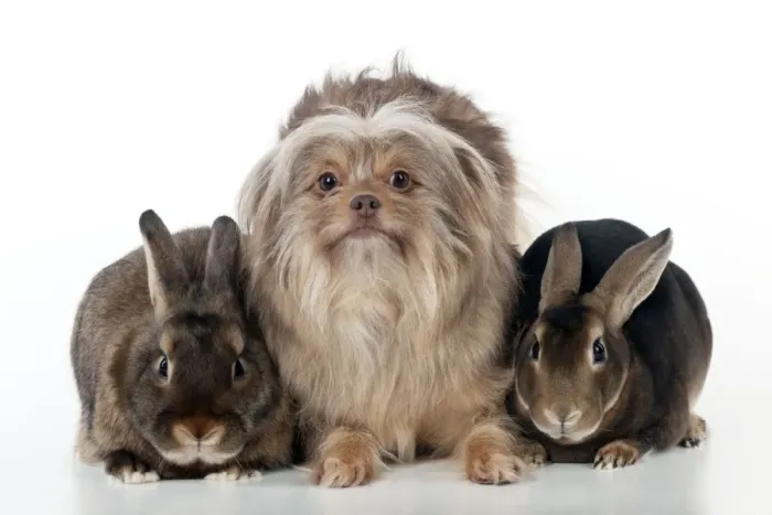 Framed Print : DOG & RABBIT - Griffon X sitting between mini castor rabbits Framed Print : DOG & RABBIT - Griffon X sitting between mini castor rabbits