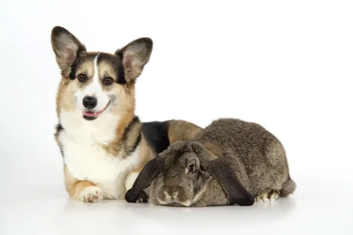 Framed Print : Dog and Rabbit - Pembroke Welsh Corgi and French lop Framed Print : Dog and Rabbit - Pembroke Welsh Corgi and French lop