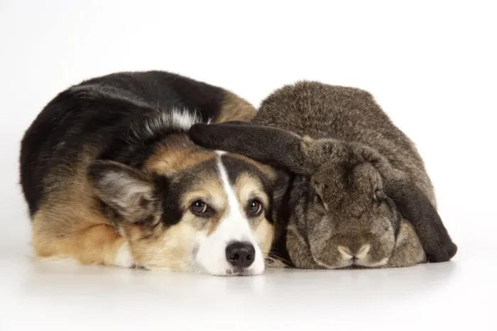 Framed Print : Dog and Rabbit - Pembroke welsh Corgi and French lop Framed Print : Dog and Rabbit - Pembroke welsh Corgi and French lop