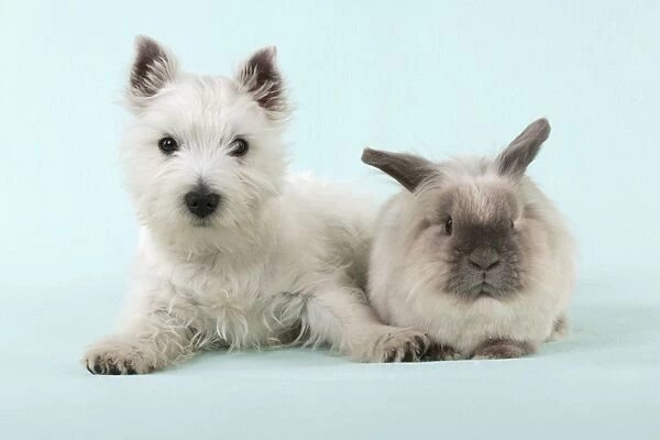 DOG & RABBIT - West Highland White Terrier - laying next to Lionhead Rabbit