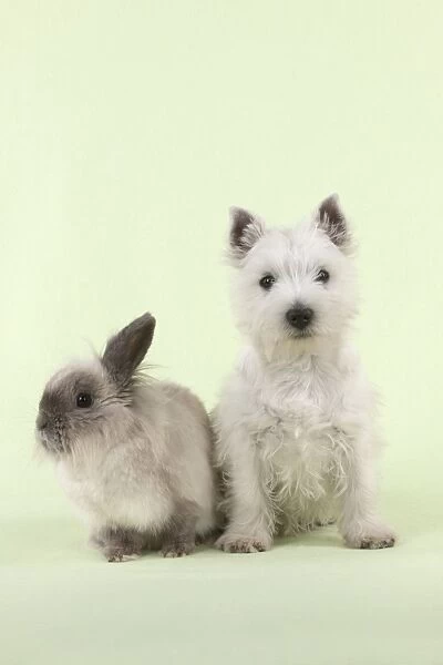 DOG & RABBIT - West Highland White Terrier - sitting next to Lionhead Rabbit