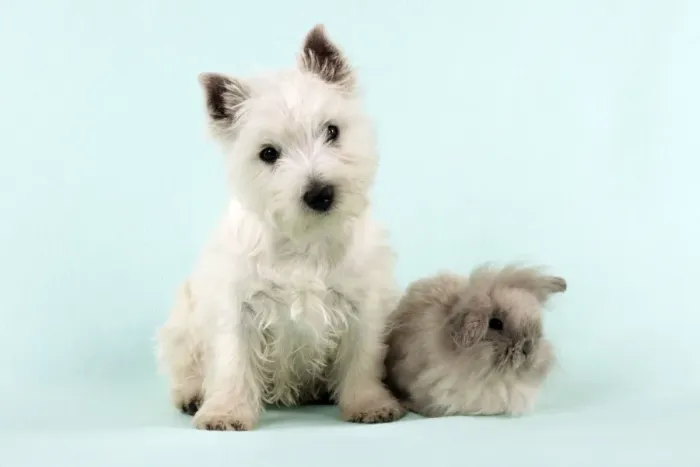 Framed Print : DOG & RABBIT - West Highland White Terrier sitting next to Lionhead Rabbit Framed Print : DOG & RABBIT - West Highland White Terrier sitting next to Lionhead Rabbit