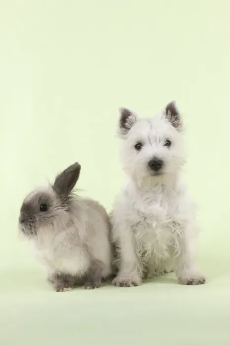 Framed Print : DOG & RABBIT - West Highland White Terrier - sitting next to Lionhead Rabbit Framed Print : DOG & RABBIT - West Highland White Terrier - sitting next to Lionhead Rabbit
