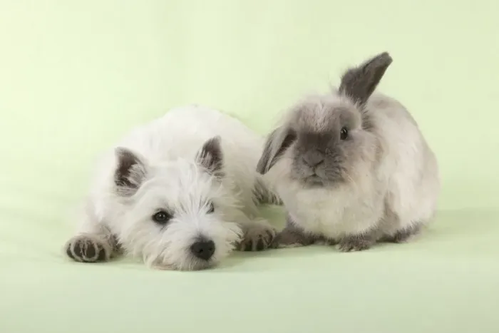 Framed Print : DOG & RABBIT - West Highland White Terrier - sitting next to Lionhead Rabbit Digital Manipulation: removed dog tail Framed Print : DOG & RABBIT - West Highland White Terrier - sitting next to Lionhead Rabbit Digital Manipulation: removed dog tail