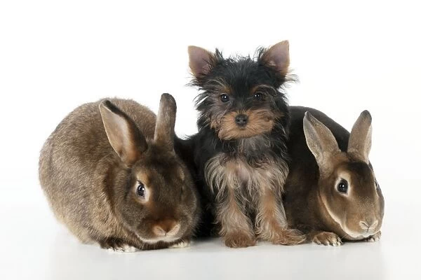 DOG & RABBIT - Yorkshire terrier puppy sitting between mini castor rabbits