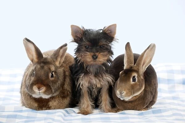 DOG & RABBIT - Yorkshire terrier puppy sitting between mini castor rabbits Digital Manipulation: added background colour