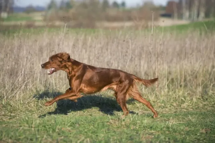 Framed Print : Dog - Red Setter / Irish Setter - running Framed Print : Dog - Red Setter / Irish Setter - running