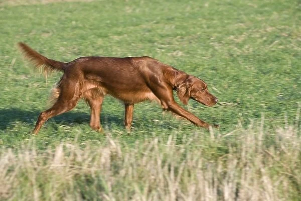 Dog - Red Setter  /  Irish Setter - running